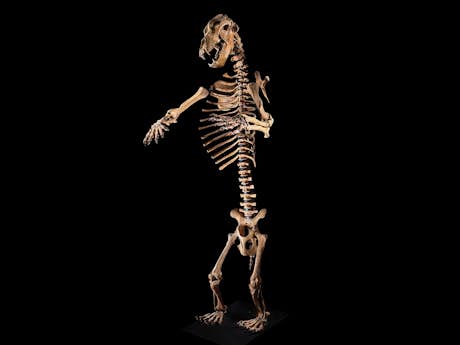 Skelett eines Höhlenbären (Ursus spelaeus)